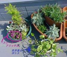 �X�C�[�g�A���b�T��