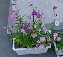 �y�`���j�A