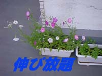 �y�`���j�A