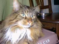 ����͑傫�Ȗт̒����L�ł�